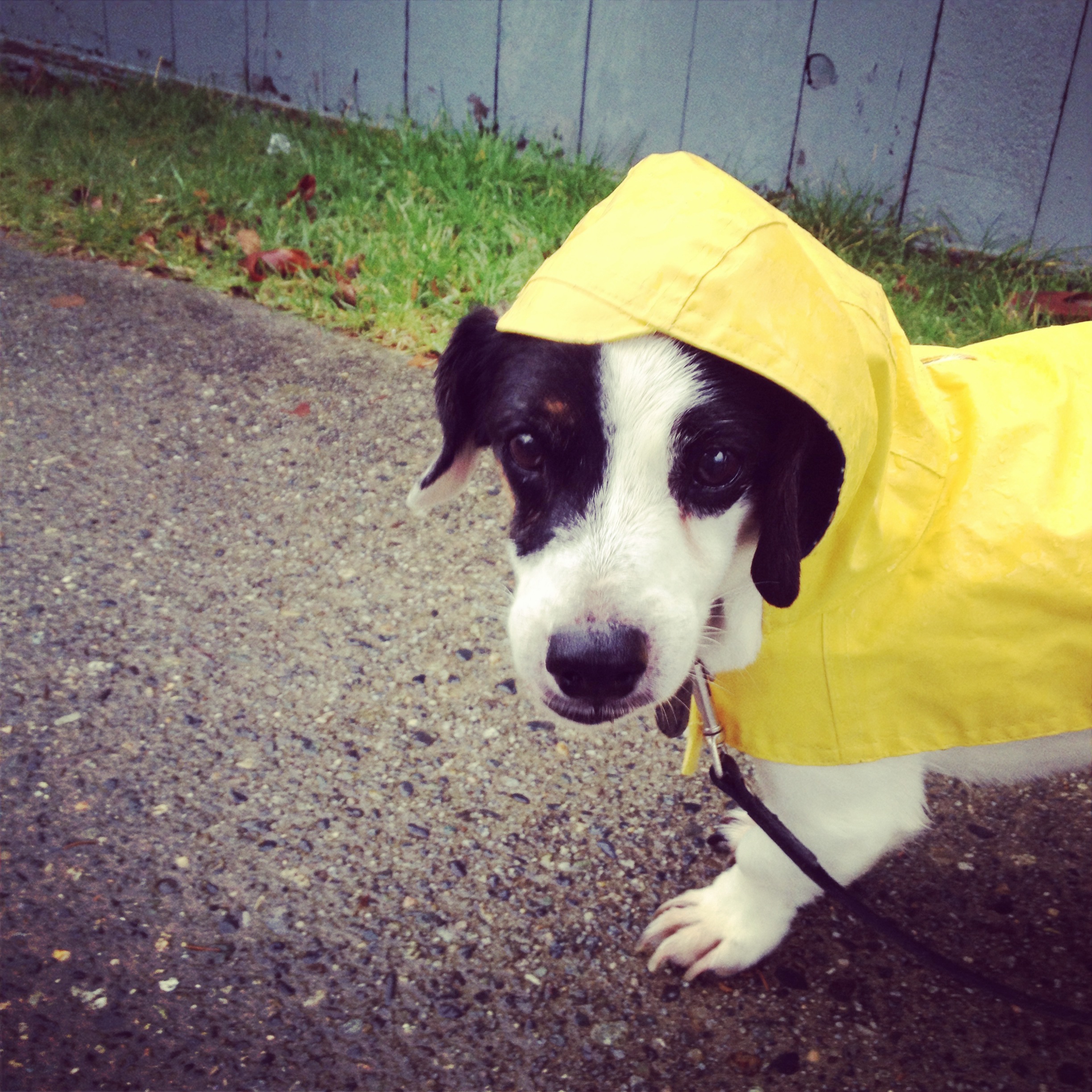 He lives a good life, even has a raincoat..
