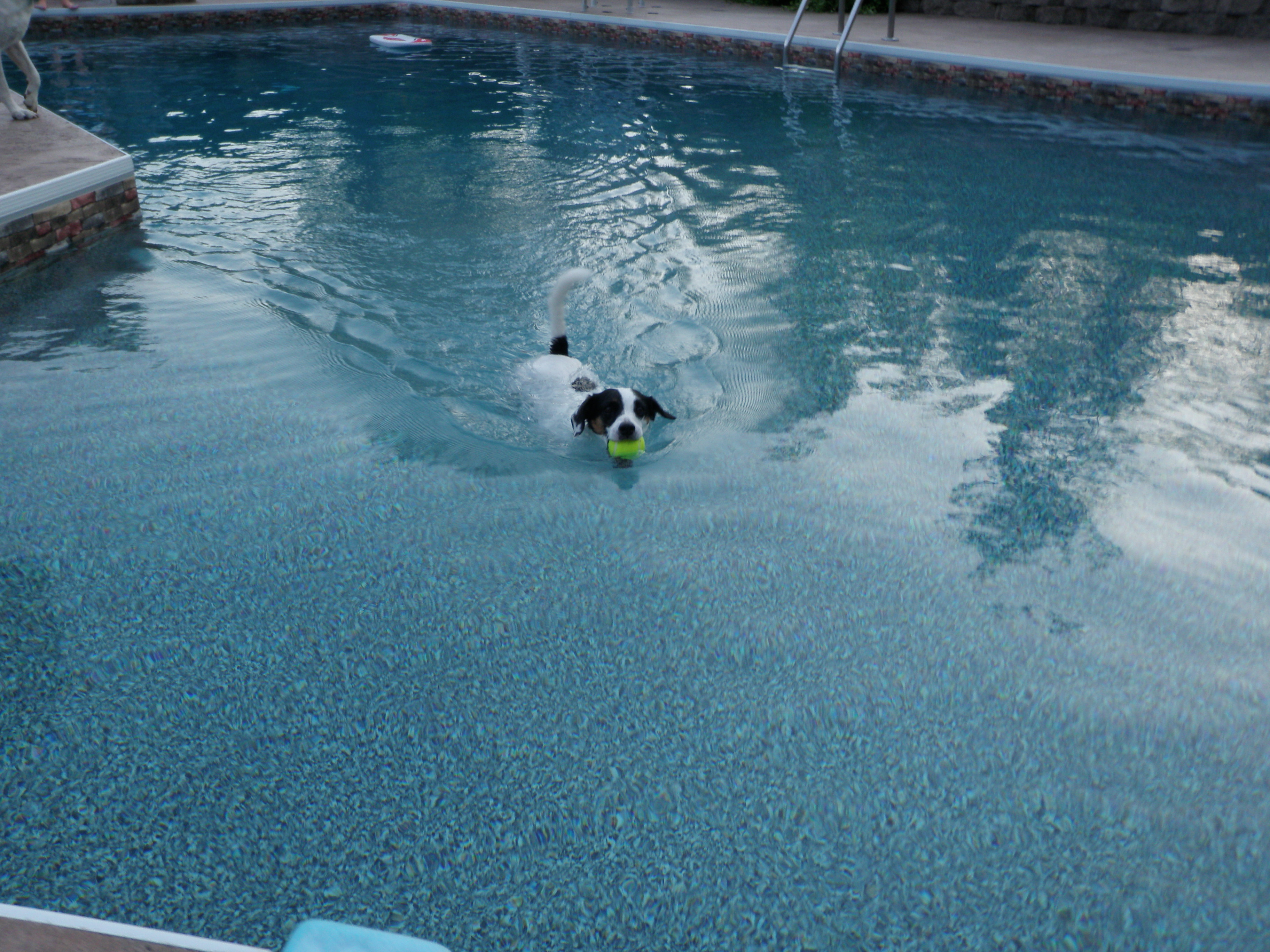 Piper swimming in the pool, use to be one of his favourite activities