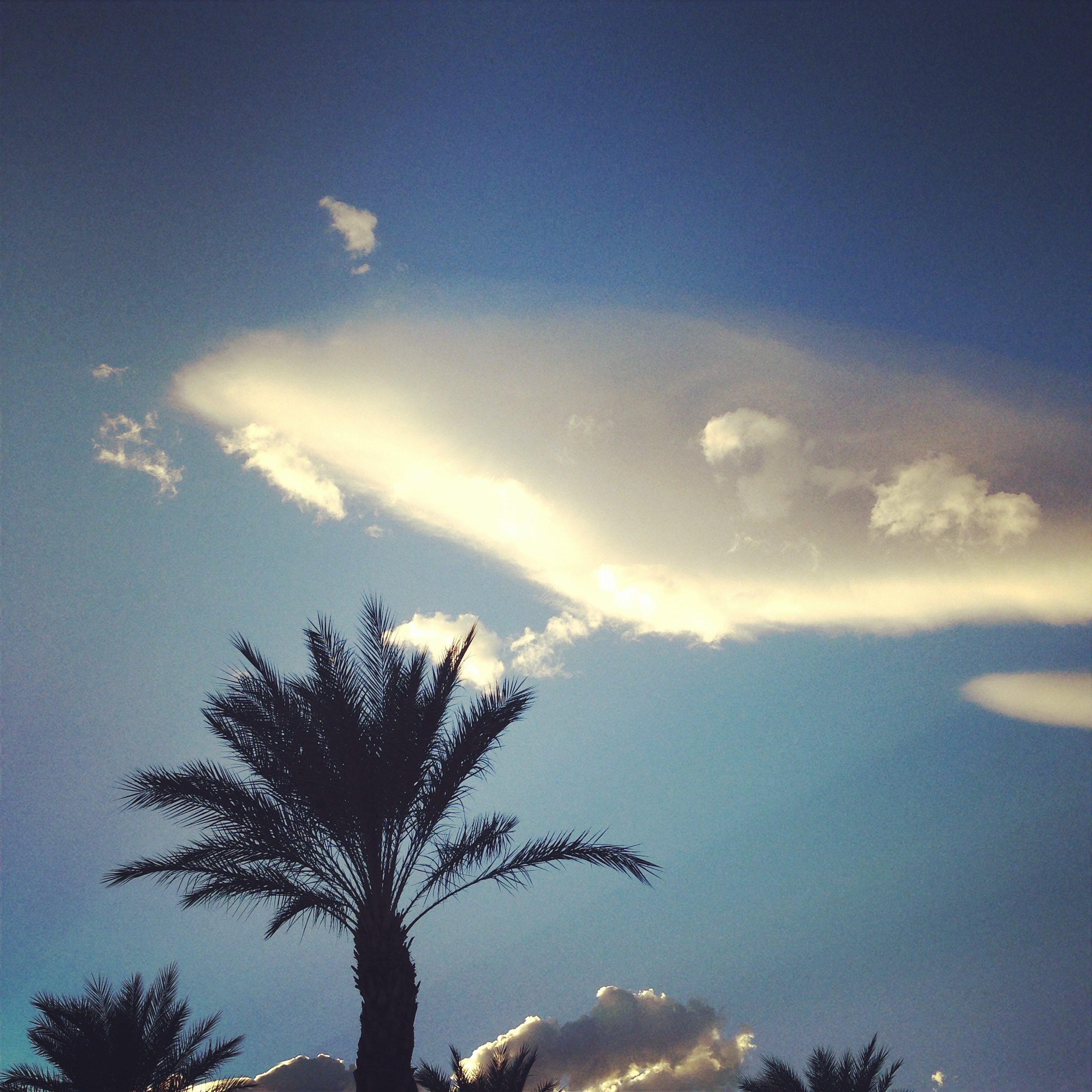 Palm trees in the sky